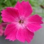 Dianthus caryophyllus - Landnelke