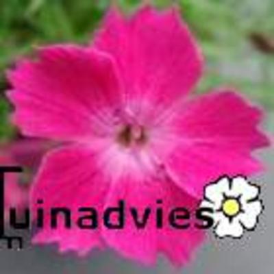 Dianthus caryophyllus - 