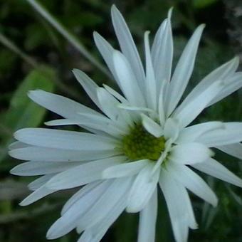 Leucanthemella serotina