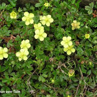 Potentilla tridentata 'Lemon Mac'