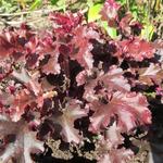 Heuchera 'Melting Fire' - 