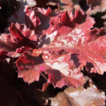 Heuchera 'Melting Fire'