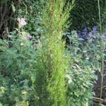 Cupressus sempervirens 'Stricta' - 