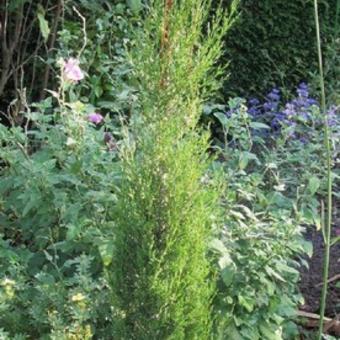 Cupressus sempervirens 'Stricta'