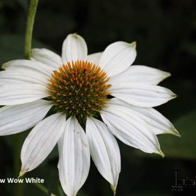 Echinacea purpurea 'POWWOW White'