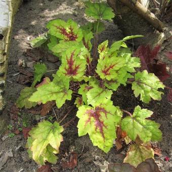 X Heucherella 'Alabama Sunrise'