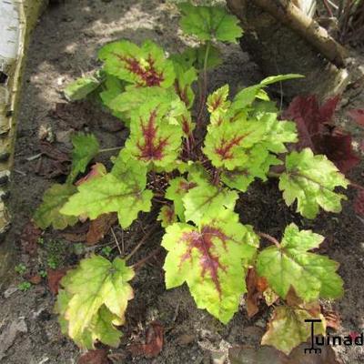 X Heucherella 'Alabama Sunrise'