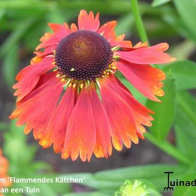 Helenium 'Flammendes kätchen' - 