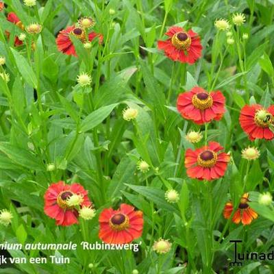 Helenium 'Rubinzwerg'