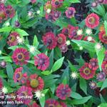 Helenium 'Ruby Tuesday' - 