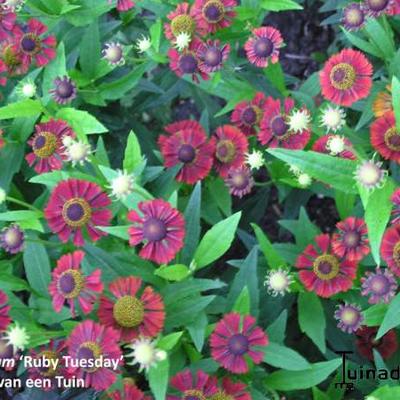 Helenium 'Ruby Tuesday'