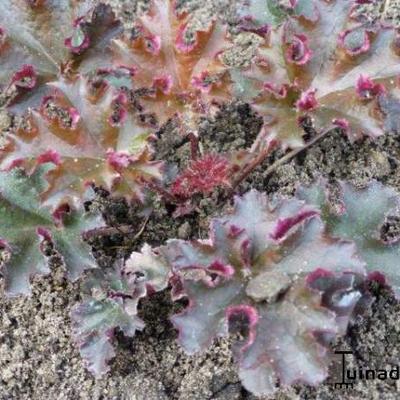 Heuchera 'Crimson Curls' - 