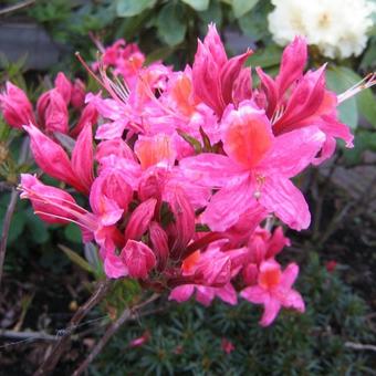 Rhododendron 'Fanny'