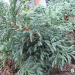 Chamaecyparis pisifera 'Boulevard' - 