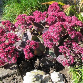 Sedum 'Amber Red'