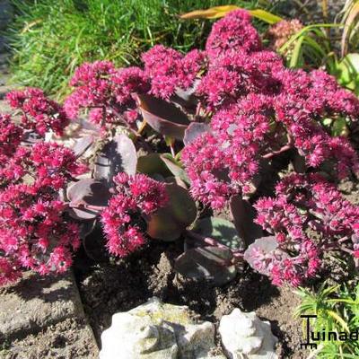 Sedum 'Amber Red'  - 