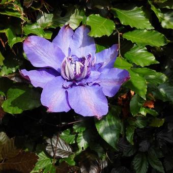 Clematis florida 'Vyvyan Pennell'