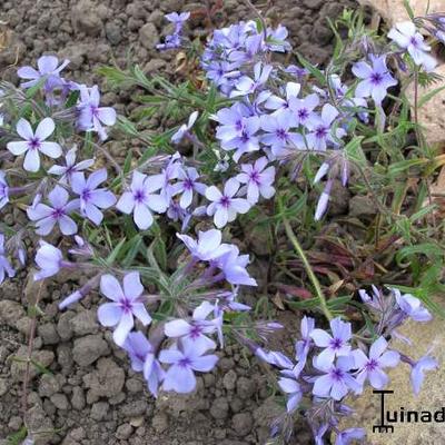 Phlox divaricata 'Chattahoochee' - Phlox divaricata 'Chattahoochee'