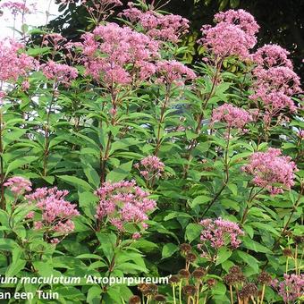 Eupatorium maculatum 'Atropurpureum'