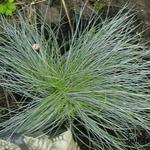 Festuca glauca 'Intense Blue' - 