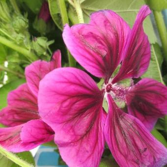 Malva sylvestris subsp. mauritanica