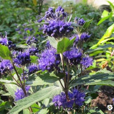 Caryopteris x clandonensis 'Grand Bleu' - 