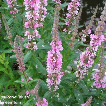 Lythrum salicaria 'Blush'