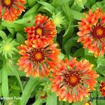 Gaillardia x grandiflora COMMOTION 'Tizzy' - 