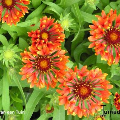 Gaillardia x grandiflora COMMOTION 'Tizzy' - 