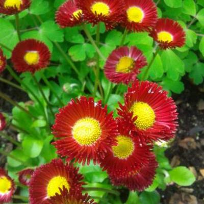 Pâquerette - Bellis perennis