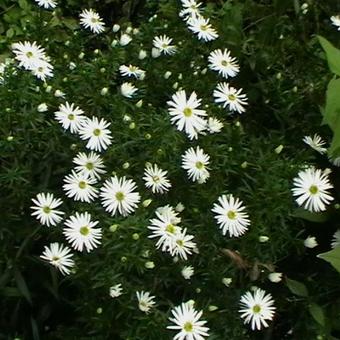 Leucanthemella serotina