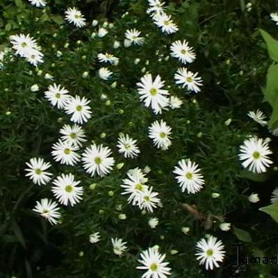 Herbstmargerite - Leucanthemella serotina