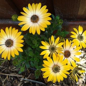 Osteospermum ecklonis 'Flower Power'