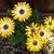 Osteospermum ecklonis 'Flower Power'