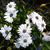 Osteospermum ecklonis 'Flower Power'