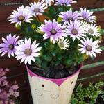 Osteospermum ecklonis 'Flower Power' - 