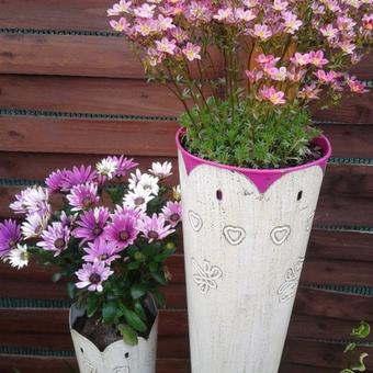 Osteospermum ecklonis 'Flower Power'