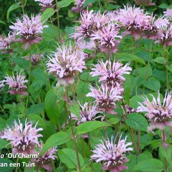 Monarda 'Ou' Charm'