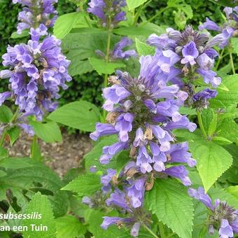 Nepeta subsessilis