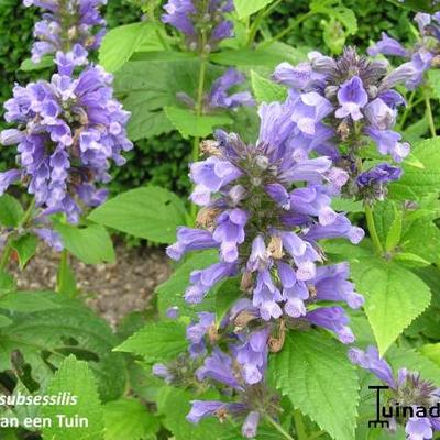 Nepeta subsessilis - Nepeta subsessilis