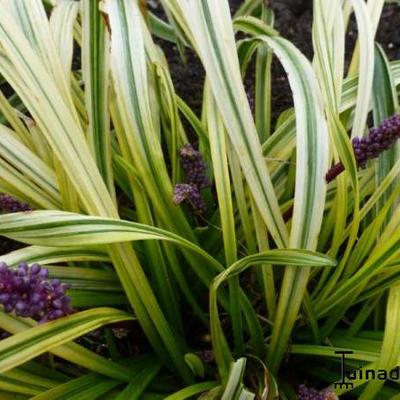 Liriope graminifolia 'Ariaka-janshige' - Liriope exiliflora 'Ariaka-janshige'