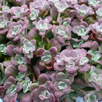 Sedum spathulifolium 'Purpureum'