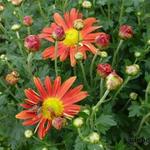 Chrysanthemum 'Cottage Apricot ' - 