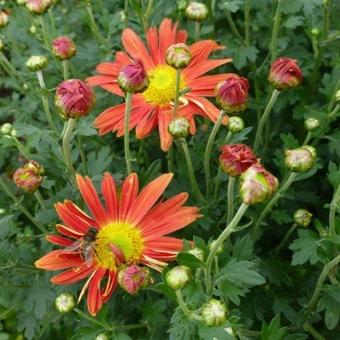 Chrysanthemum 'Cottage Apricot '