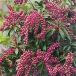 Pieris japonica 'Passion' - 