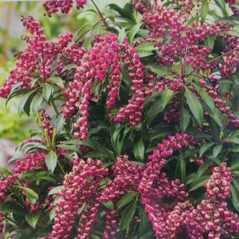 Pieris japonica 'Passion'