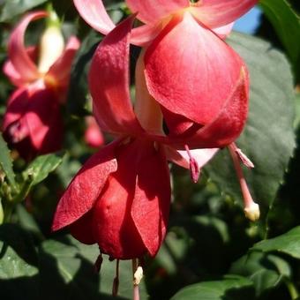 Fuchsia 'Celia Smedley’