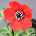 Anemone pavonina - 