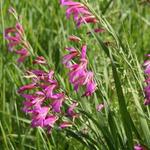 Gladiolus communis subsp. byzantinus - Gewöhnliche Siegwurz