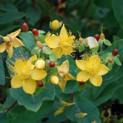 Hypericum x androsaemum - Blut-Johanniskraut